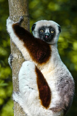 Coquerel sifaka lemur (Propithecus coquereli) – portrait, On Ylang ylang tree. Madagascar nature © mirecca