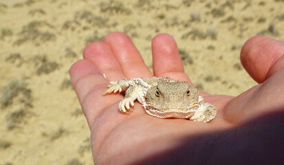 A greater short-horned lizard (Phrynosoma hernandesi) lies in the palm of a person's hand during a hot desert morning. 