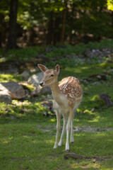 Nature photo of a female fallow deer. She is standing at looking towards the camera. It is summer.