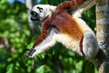 Coquerel sifaka lemur (Propithecus coquereli) – jumps, Madagascar nature