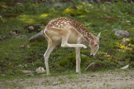 Nature photo of a female fallow deer itching its head. It is summer and she is standing on grass.