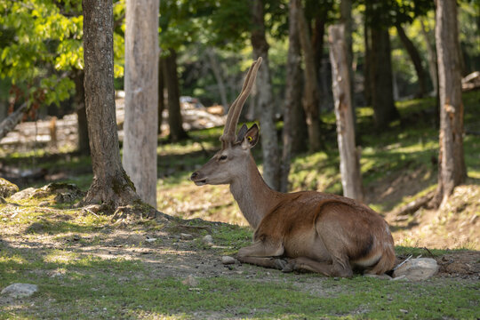 Photo of a male white-tailed deer laying in the shade on a summer day. 
