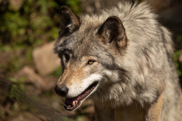 Naklejka na ściany i meble Close up portrait of a female grey wolf. It is a sunny day.