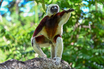 Coquerel sifaka lemur (Propithecus coquereli) – jumps, Madagascar nature © mirecca