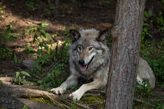 Photo of a female grey wolf resting in the forest on a summer day. She is laying in the shade of a tree. 