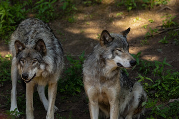 Naklejka na ściany i meble Photo of two female grey wolves sitting in the forest. They are in the shade on a warm summer day.