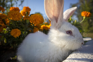 white fluffy cute rabbit in flowers. a white bunny in marigolds