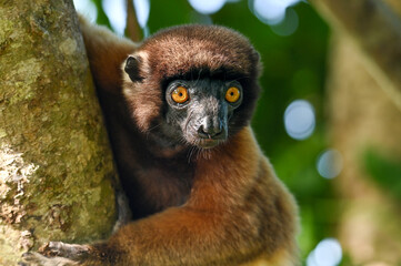 Crowned sifaka lemur (Propithecus coronatus) – portrait, , Madagascar nature