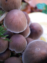 mushrooms in the forest