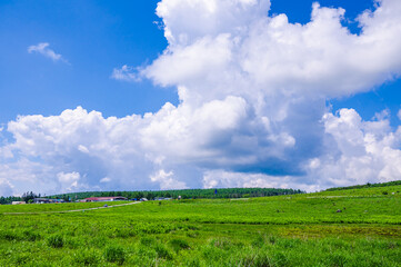 夏の霧ヶ峰高原