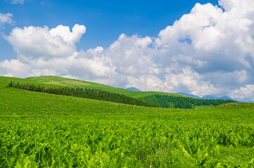 夏の霧ヶ峰高原