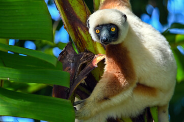 Coquerel sifaka lemur (Propithecus coquereli) – portrait, Madagascar nature