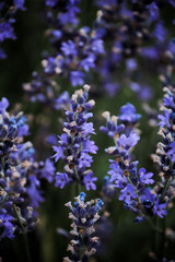 A thicket of lilac-blue lavender with green leaves 