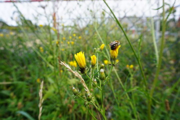 Fototapeta Pszczoła odpoczywająca na żółtym kwiecie obraz
