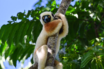 Coquerel sifaka lemur (Propithecus coquereli) – portrait, Madagascar nature