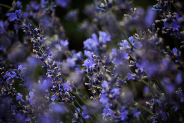 Fototapeta na wymiar A thicket of lilac-blue lavender with green leaves 
