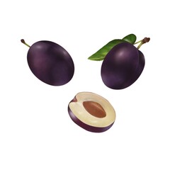 Ripe plum, slice and green leaf isolated on white background Hand painted