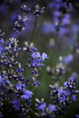 Obraz na płótnie Canvas A thicket of lilac-blue lavender with green leaves 