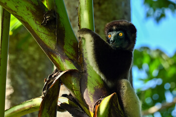 Crowned sifaka lemur (Propithecus coronatus) – portrait, , Madagascar nature