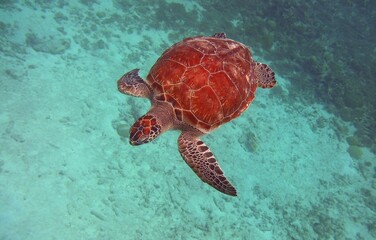 Looking down at a Green turtle swimming close to the water surface, teal colored water in the background