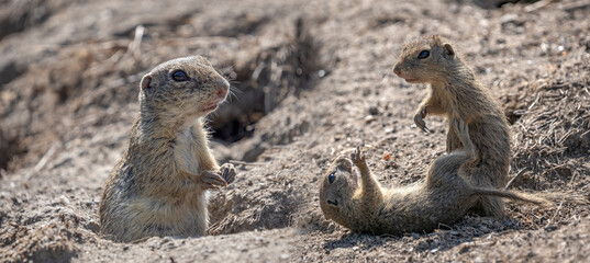 European ground squirrel, Spermophilus citellus