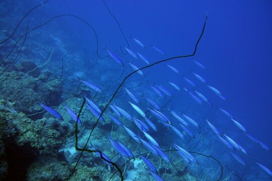 Underwater image of a large group of blue fish passing by in a downward angle in the deep blue ocean 