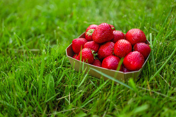 Fresh harvested strawberries in carton box for sale in green nature grass banner background. 