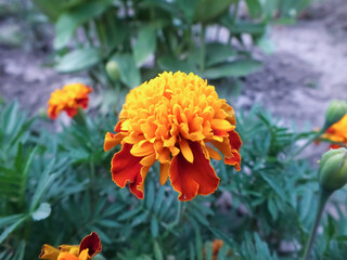 tagetes flower with blurred background in the park