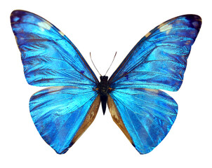 Background blue shiny butterfly
