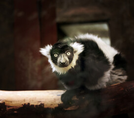 Photo portrait of a funny lemur