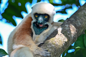 Coquerel sifaka lemur (Propithecus coquereli) – portrait, Madagascar nature
