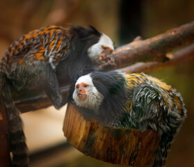 Photo of a small monkey in the zoo