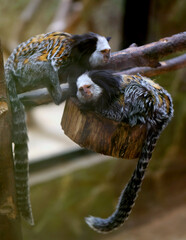 Photo of a small monkey in the zoo