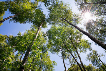 sunshine through birch trees
