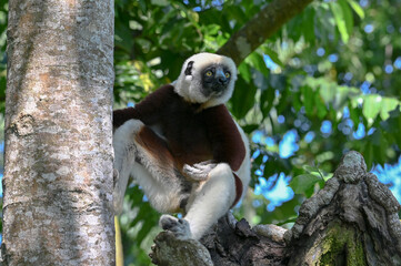 Coquerel sifaka lemur (Propithecus coquereli) – portrait, Madagascar nature