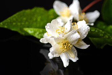 Obraz na płótnie Canvas jasmine flowers on a black background