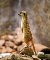 Photo of a funny meerkat