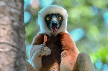 Coquerel sifaka lemur (Propithecus coquereli) – portrait, Madagascar nature - obrazy, fototapety, plakaty