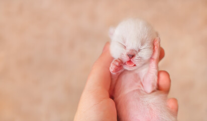 Small newborn cat sleeping in hands