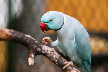 A colorful parrot sits on a branch.