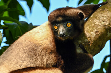 Crowned sifaka lemur (Propithecus coronatus) – portrait, , Madagascar nature © mirecca
