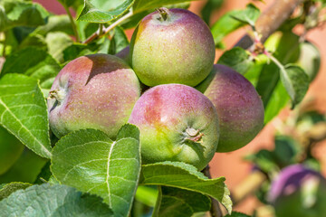 Ripe apples on a tree branch close-up.