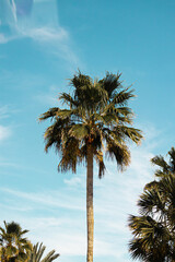 Fototapeta premium Florida 