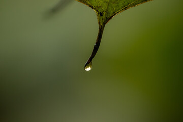 Falling water drop at the tip of a leaf in natural light.