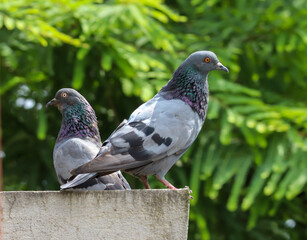 Two pigeons are on the opposite sides in green background.