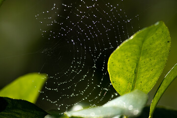 Water drops on spider web with shining sunlight in the morning.