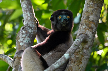 Crowned sifaka lemur (Propithecus coronatus) – portrait, , Madagascar nature