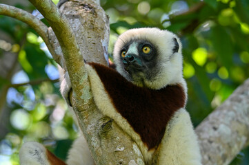 Coquerel sifaka lemur (Propithecus coquereli) – portrait, Madagascar nature