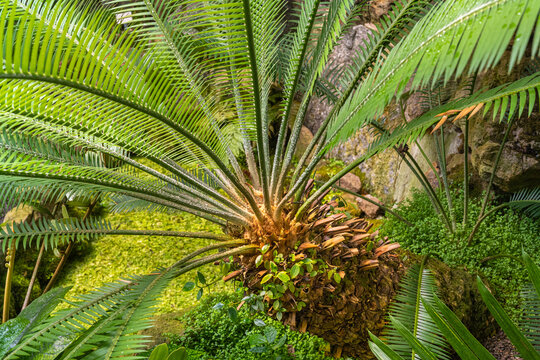 Dioon edule male (Mexican Double Palm Fern). Botanical garden Heidelberg, Baden Wuerttemberg, Germany