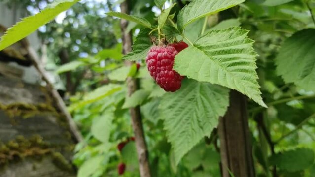Juicy raspberries grow on a bush on a sunny day. Raspberry close up